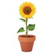 Слънчоглед